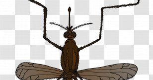 Insect Mosquito Animal Fly Pest - Environmental Education Transparent PNG