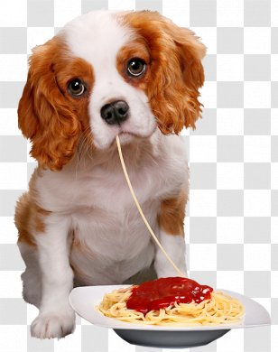 Puppy Animal Papillon Dog Blog Transparent PNG