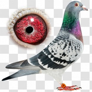 Columbidae Bird Beak Animal Feather - Yearling Transparent PNG