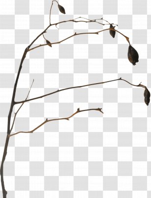 Leaf Twig Download - Element - Sheng Carrying Memories Transparent PNG