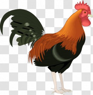 Rooster Chicken Clip Art - Free Content - Farm Animal Clipart Transparent PNG