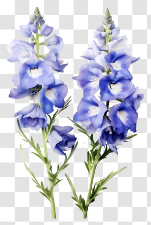 Elegant Delphinium Flower - Blue Delphinium Flower Stems Illustration Transparent PNG
