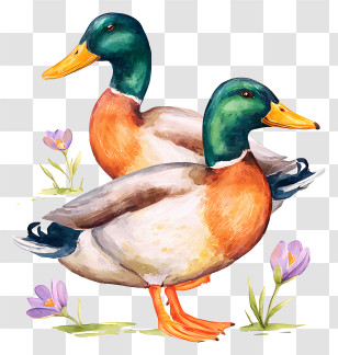 Watercolor Mallard Ducks - Ducks With Flowers Illustration Transparent PNG