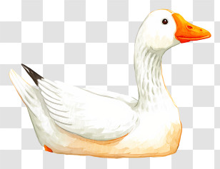 Goose Floating On Water - White Goose With Orange Beak Transparent PNG
