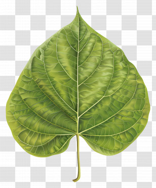 Bodhi Tree Leaf - Detailed Green Leaf Illustration Transparent PNG