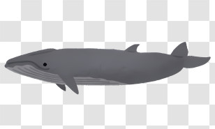 Nature - Blue Whale Illustration For Marine Themes Transparent PNG