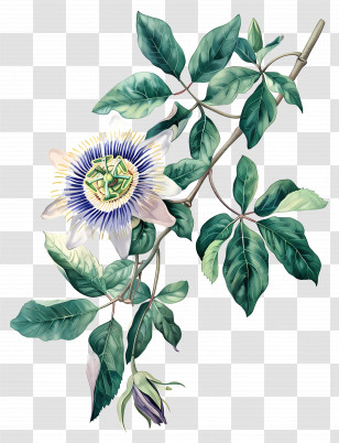 Vintage Flowers - Passion Flower On Branch Illustration Transparent PNG