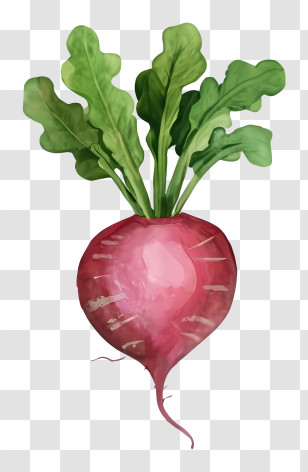 Cartoon - Watercolor Beetroot Illustration With Green Leaves Transparent PNG