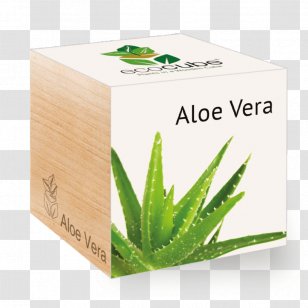 plant aloe vera png images transparent plant aloe vera images pnghut