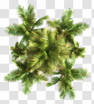 Coconut Tree Top View - Green Tropical Palm Trees Transparent PNG