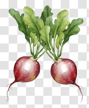Cartoon - Watercolor Radishes With Leaves Transparent PNG