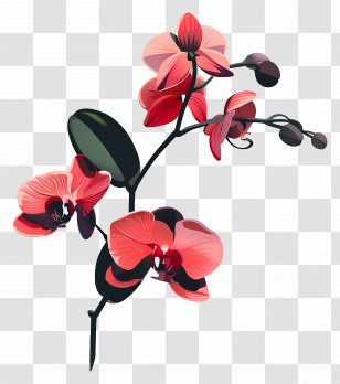 Orchids - Orchid Flowers In Pink Bloom Transparent PNG