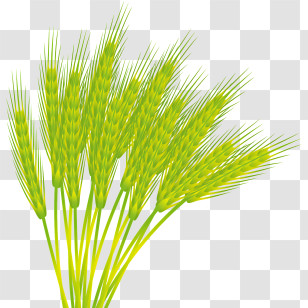 Wheat - Golden Wheat Stalks Illustration Transparent PNG