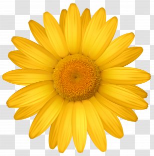 Common Daisy Pink Clip Art - Sunflower - Yellow Clipart Image Transparent PNG