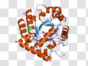 Uridine Monophosphate Synthetase Thymidylate Synthase Orotidine 5'-monophosphate Biosynthesis - 5 Phosphate Decarboxylase Transparent PNG