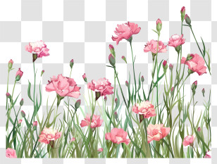 Carnation Field Background - Pink Carnation Flowers In Bloom Transparent PNG