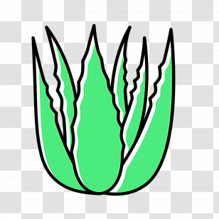 Aloe Vera - Aloe Vera Plant Drawing Transparent PNG
