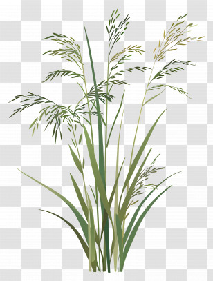 Rice Plants - Green Wild Grass Plant Transparent PNG