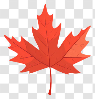 Maple Leaf - Orange-Red Maple Leaf Drawing Transparent PNG