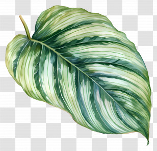 Watercolor Leaf - Green Variegated Leaf Illustration Transparent PNG