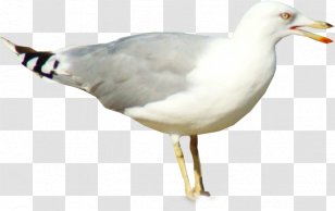 European Herring Gull Columbidae Bird Great Black-backed - Animal Transparent PNG