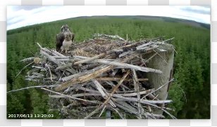 Kielder, Northumberland Bird Nest Glaslyn Osprey Project Kielder Water - Ecosystem - Presided Over Taiwan Transparent PNG
