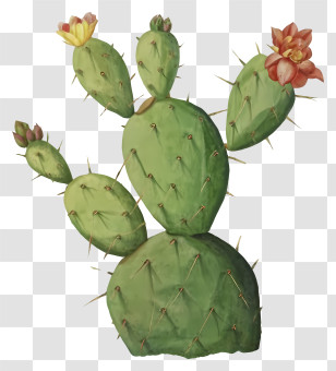 Cactus Plant - Flowering Green Cactus With Blossoms Transparent PNG