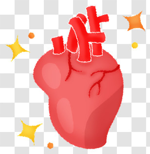 Heart Organ - Heart Cartoon Illustration Transparent PNG