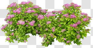 Shrub - Pink Flower Bush With Green Leaves Transparent PNG