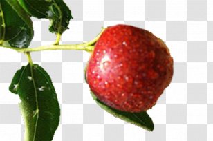 Strawberry Jujube Fruit Auglis - Superfood - Red Rain Pictures Transparent PNG