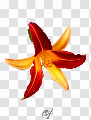 Hippeastrum Amaryllis Belladonna Daylily - Petal Transparent PNG