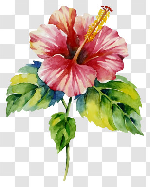 Red Hibiscus Painting - Beautiful Pink Hibiscus Flower Transparent PNG
