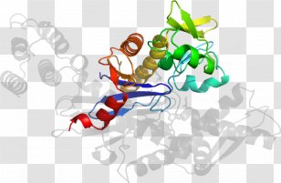 Organism Line Clip Art - Text Transparent PNG