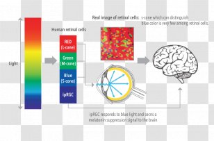 Light-emitting Diode Seoul Semiconductor Co Ltd Lighting Brain - Silhouette - Light Transparent PNG
