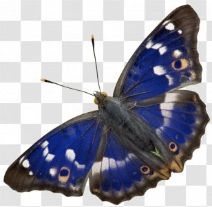 Butterfly Insect Moth Citheronia Regalis Apatura Ilia - Pattern Transparent PNG