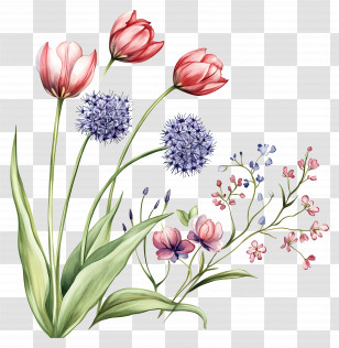 Allium - Colorful Flowers In Bloom Transparent PNG