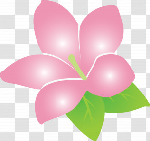 Jasmine Jasmine Flower Transparent PNG