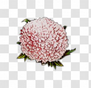 Chrysanthemum Cut Flowers Flower Bouquet Pink M - Viburnum - Cornales Transparent PNG