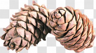 Conifer Cone Auglis Clip Art - Material - Tree Transparent PNG