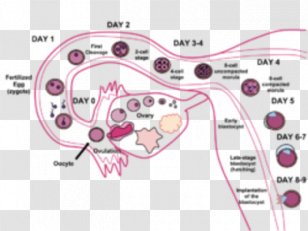 Pregnancy Symptom Implantation Medical Sign Menstruation - Frame Transparent PNG