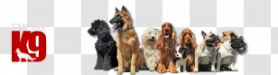 Dogs N 'Roses - Dog Like Mammal - School And Hotel For Lahovice PsÃ­ HotelDog Transparent PNG