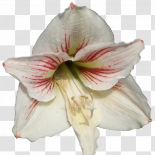 Amaryllis Jersey Lily Cut Flowers Petal Belladonna - Darshan Transparent PNG