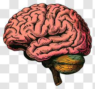 Brain Mind - Brain Diagram For Science And Education Transparent PNG