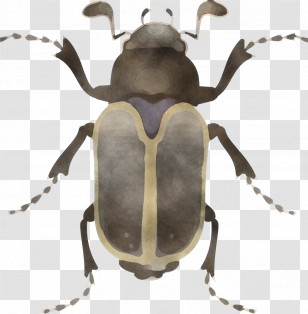 Insect Beetle Stag Beetles Elephant Beetle Weevil Transparent PNG