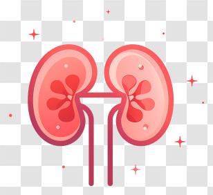 World Kidney Day - Human Kidneys Cartoon For Anatomy Education Transparent PNG