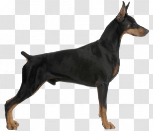 Dobermann Miniature Pinscher German Puppy - Mammal Transparent PNG