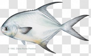 Florida Keys International Game Fish Association Permit Fishing - Fly Transparent PNG