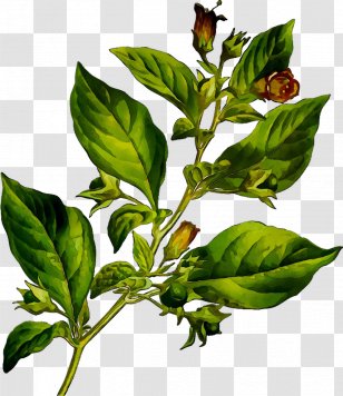 Herbarium Plants Mon Herbier Belladonna Plantes Sauvages - Atropa - Herb Transparent PNG