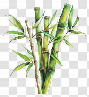 Green Bamboo Stalks - Green Bamboo Stalks In Tropical Style Transparent PNG