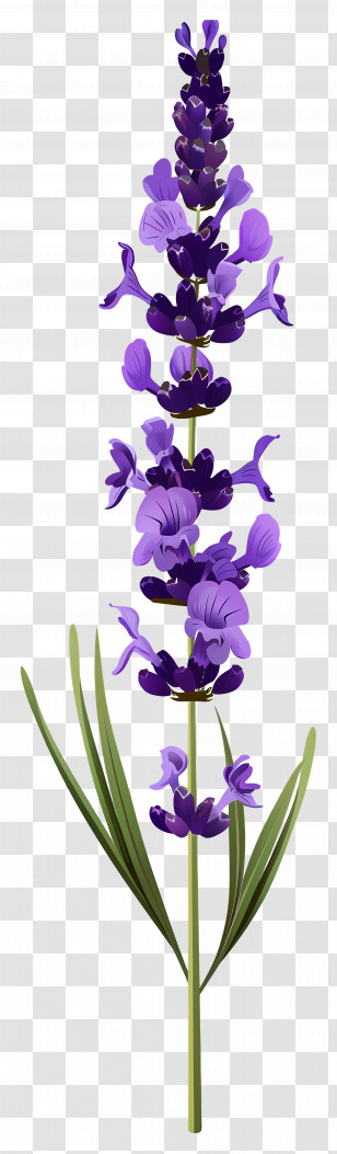 Lavender Flower - Lavender Flower Stem Illustration In Soft Purples Transparent PNG